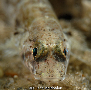 Colon Goby admiring his reflection. by Suzan Meldonian 